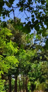 Greenery is attractive by nature. So our humans. Go Remote, Go Green!